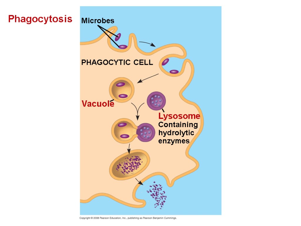 Phagocytosis Microbes PHAGOCYTIC CELL Vacuole Lysosome Containing hydrolytic enzymes